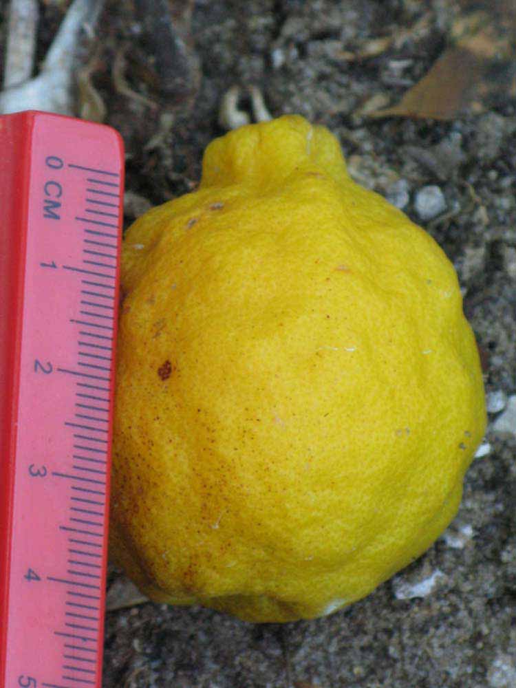               Fruit   (Kaffir, Winter Haven, FL)   